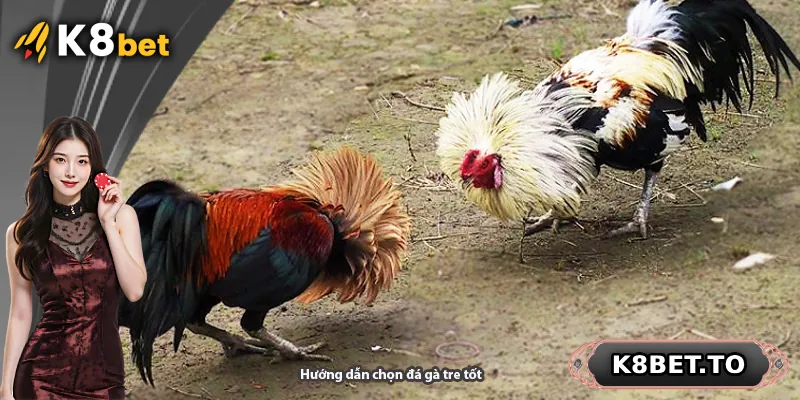 Hướng dẫn chọn đá gà tre tốt
